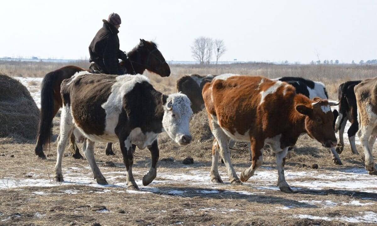 Елімізде 300-ден аса адам мал ұрлығымен айналысқан