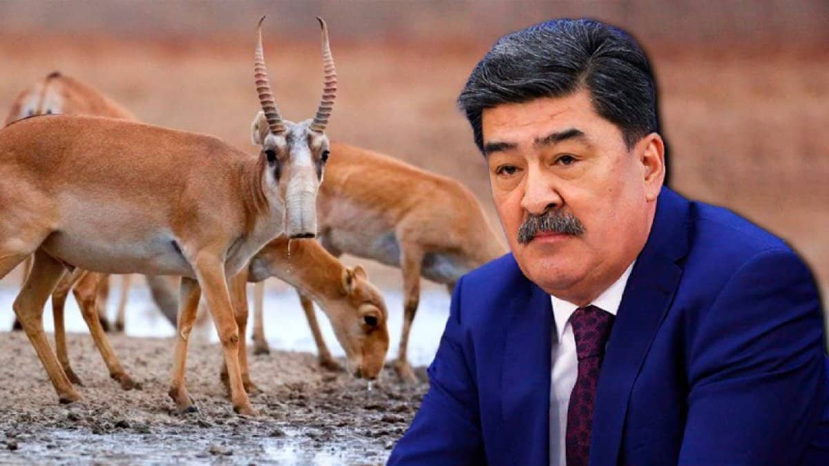 Министр "буаз киіктерді атып жатыр" деген сөзге жауап берді