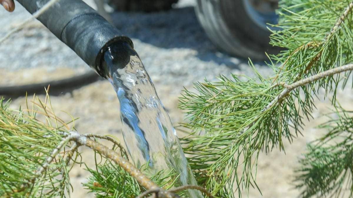 Түркістан облысындағы 852 елді мекенді көгалдандыруға 4 миллионнан астам көшет егіледі