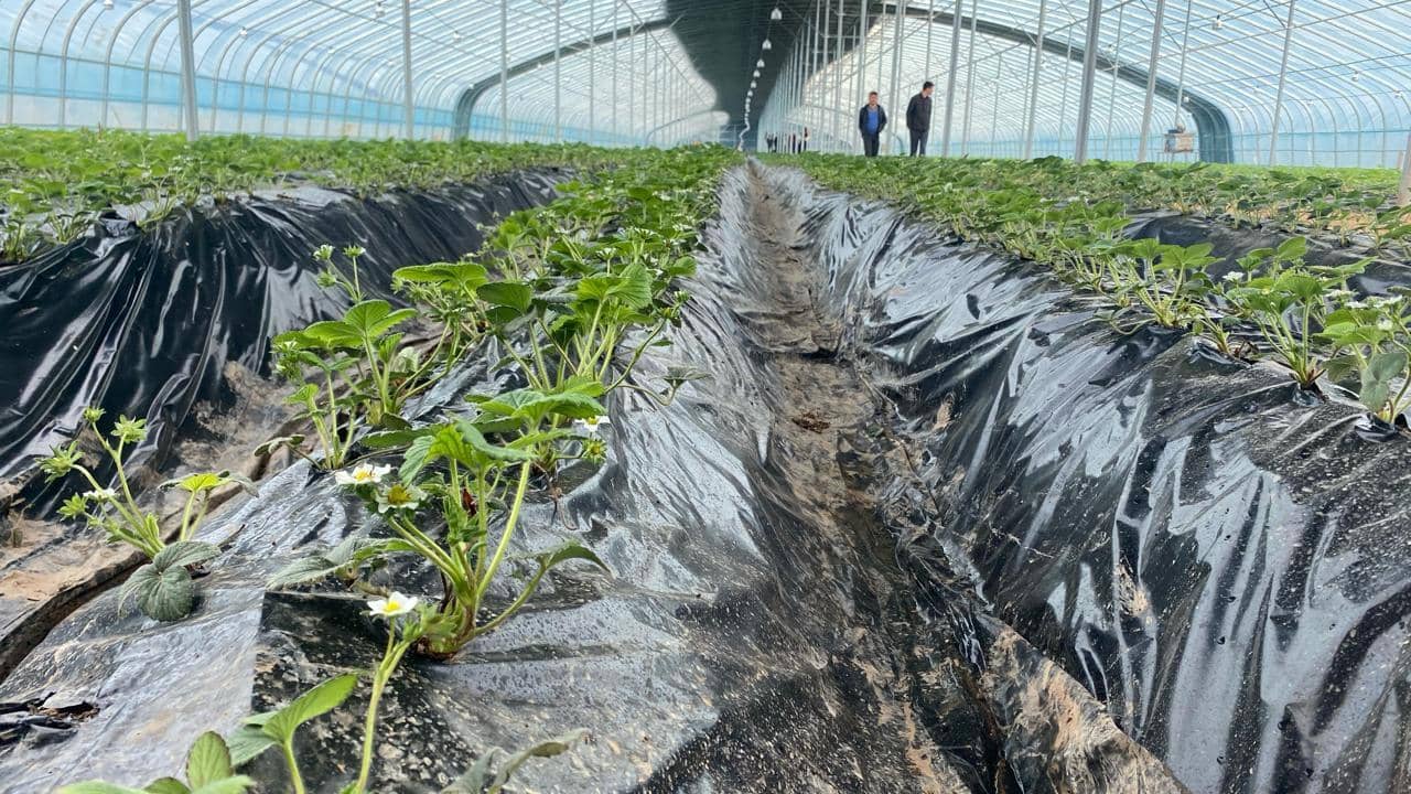 Түркістан облысында кәсіпкер құлпынай өсірудің жапондық технологиясын жергілікті шаруаларға үйретіп жүр