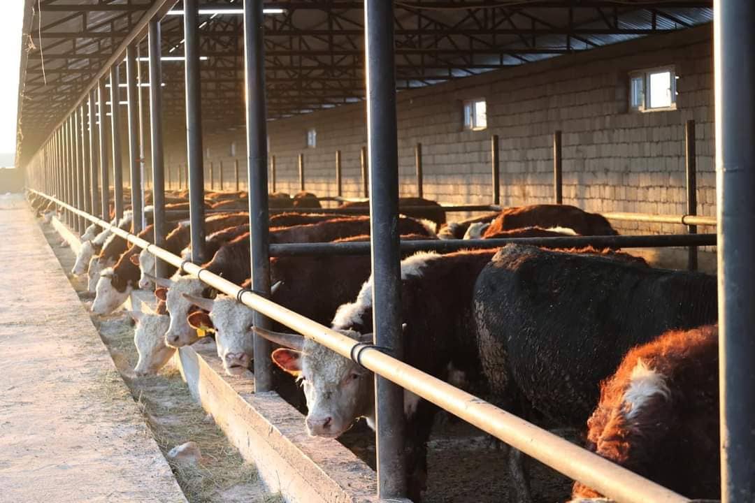 5 мың бас: Сауран ауданындағы кәсіпкер химиялық қоспалар мен гормонсыз табиғи таза ет өндіреді
