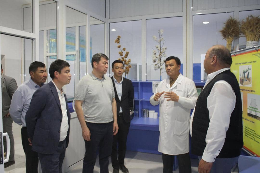 Гектарынан 60-70 центнер өнім: Түркістан өңірінде кәсіпкерлер мақта шаруашылығын қарқынды дамытудың әдісін тапты