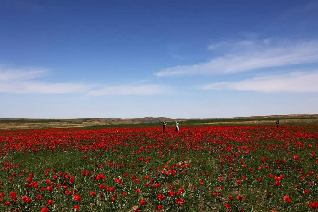 Жамбылда «Қызғалдақ мұра» халықаралық фестивалі өтеді