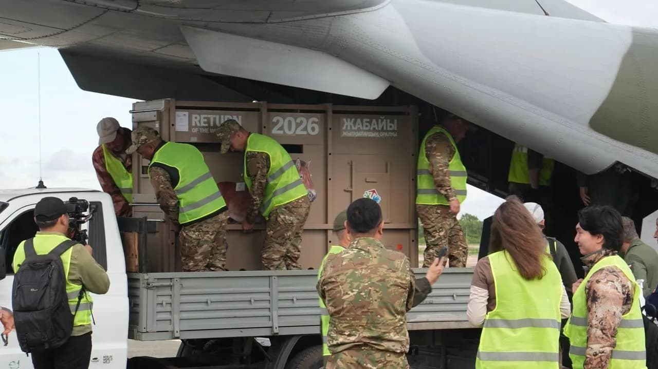 Қазақстанға Пржевальский жылқыларының тағы бір тобы жеткізілді