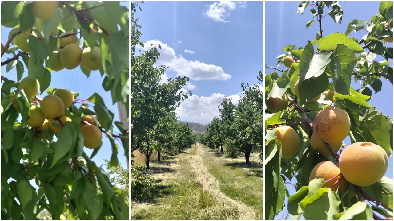 Шонжылық шаруалар «Ұйғыр өрігі» сұрпын жаппай өсіріп жатыр