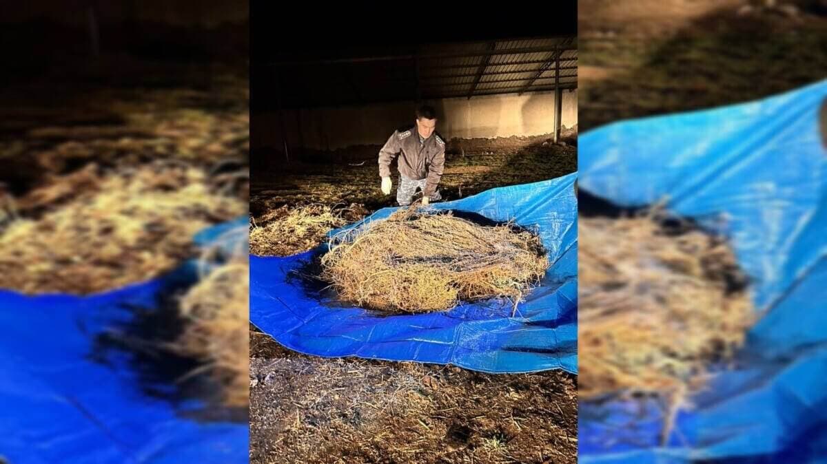 Жамбыл облысында шопан өзіне 40 келі есірткі дайындаған (ВИДЕО)