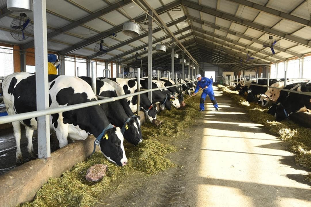 Кәсіпкерлік саласындағы жаңа серпін: Түркістан облысында 5000 бас малға арналған бордақылау алаңы ашылады