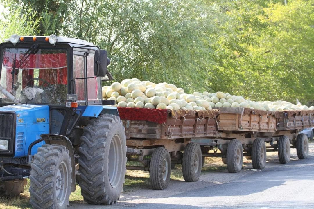 Шардара ауданында биыл 9 865 гектар жерге бақша өнімі егіліп, оның 2 615 гектарынан 82 мың тонна өнім жиналды