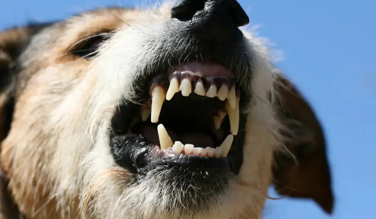 Ақтауда ит талаған жасөспірімнің жағдайы ауыр