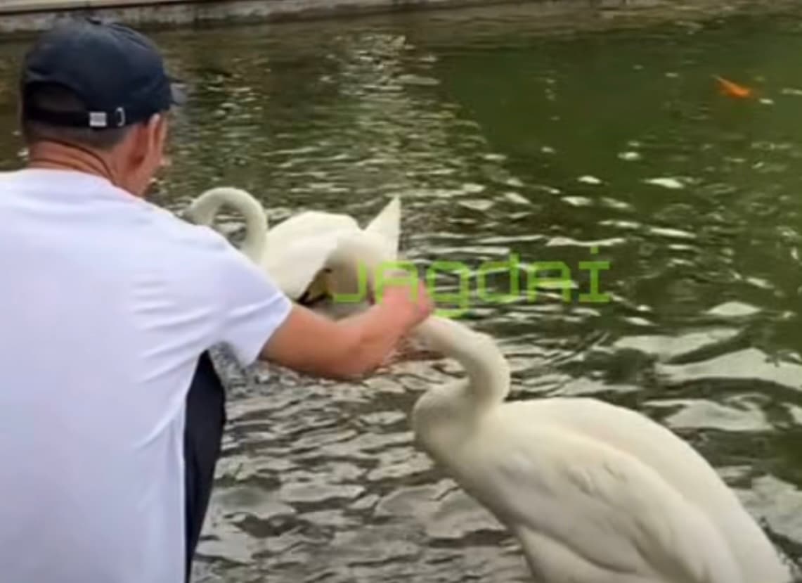 Алматыдағы бақта аққуды қылғындырған адам 7 тәулікке қамалып кетті