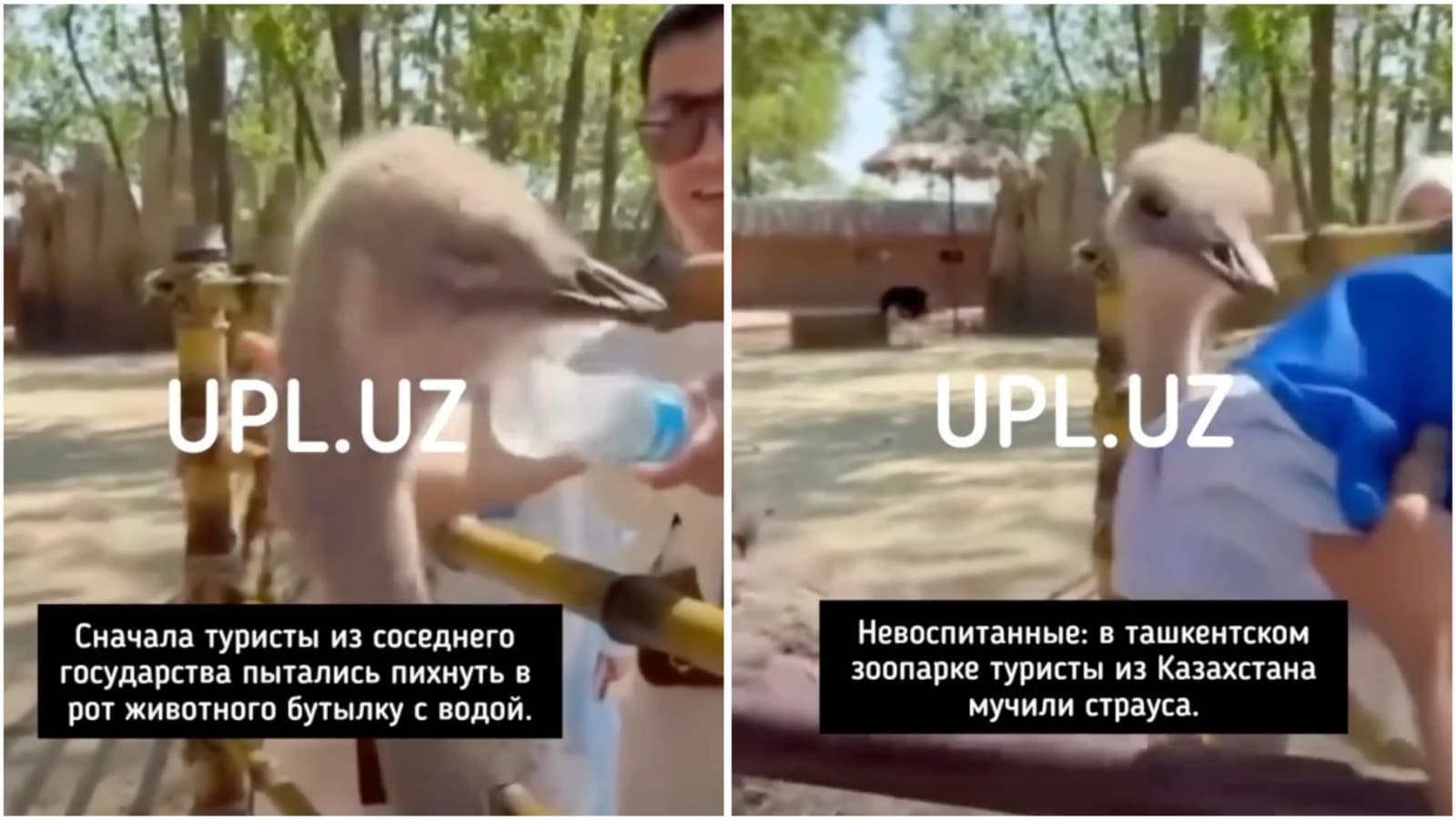 «Жабайылық»: Қазақстандық туристер Ташкентте зообақтағы страусты қорлаған