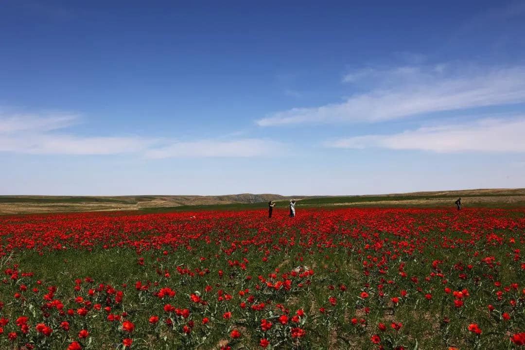Жамбылда «Қызғалдақ мұра» халықаралық фестивалі өтеді
