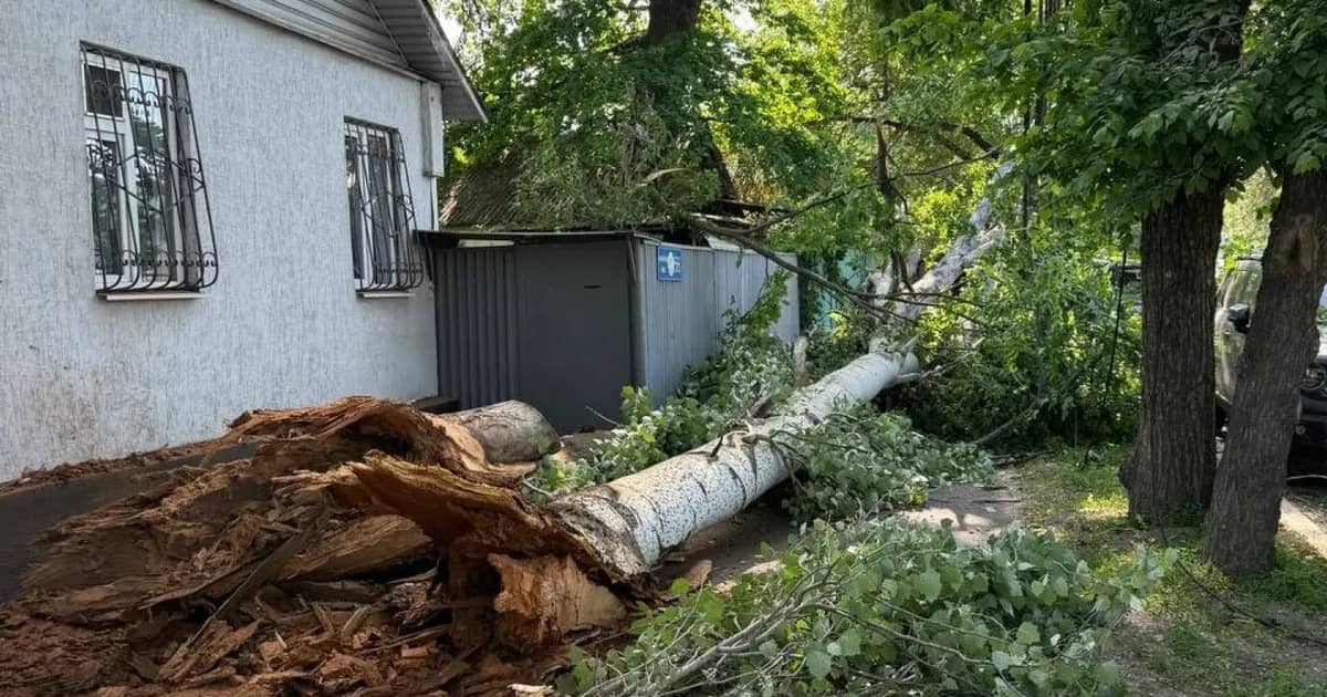Алматыда үлкен ағаш құлап, адамдарды басып қала жаздады: көліктер сызылды