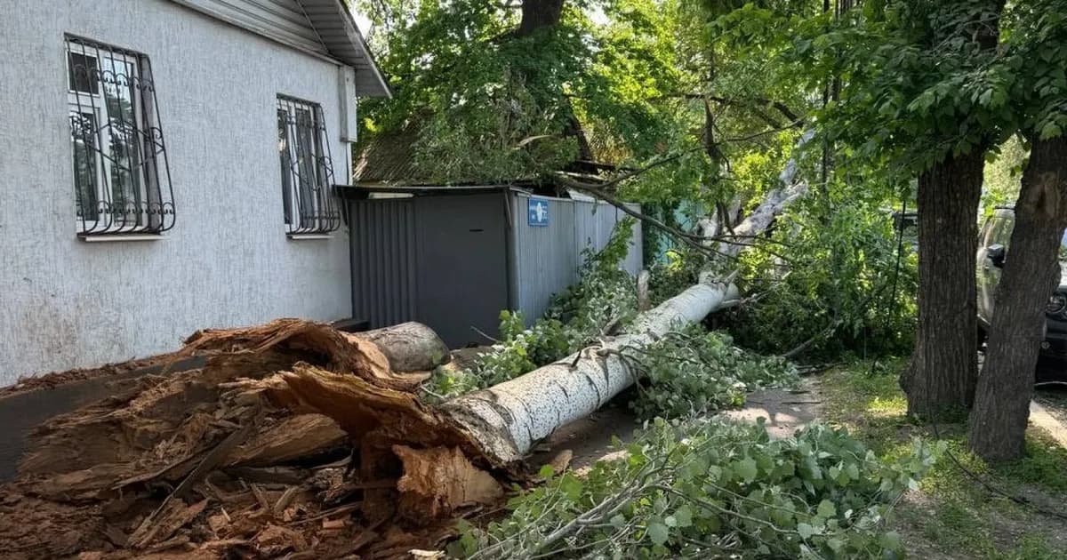 Алматыда үлкен ағаш құлап, адамдарды басып қала жаздады: көліктер сызылды