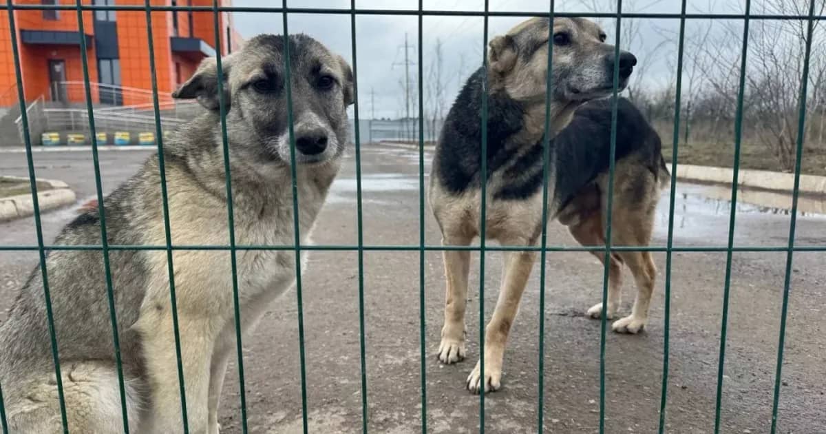 Қаңғыбас жануарларды өлтіру туралы заң қайта өңдеуге жіберілді