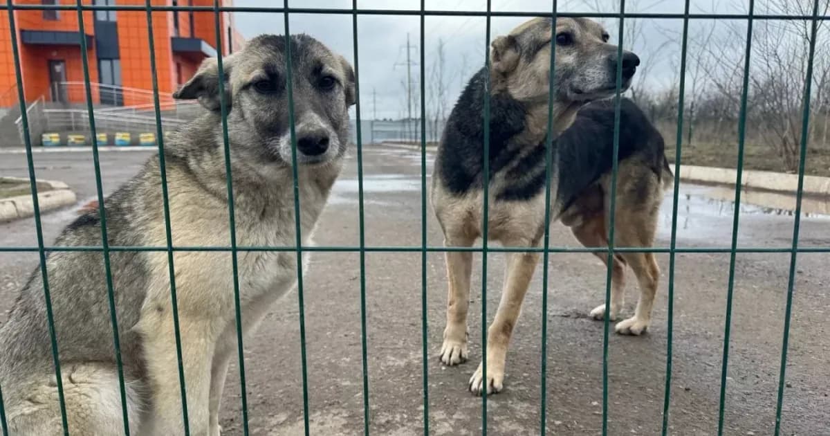 Қаңғыбас жануарларды өлтіру туралы заң қайта өңдеуге жіберілді