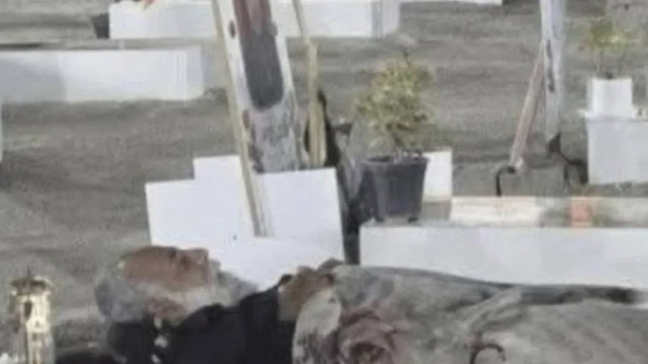 Қабірге қонған қария: мерт болған ұлын жоқтаған әке зиратты "үйге" айналдырды