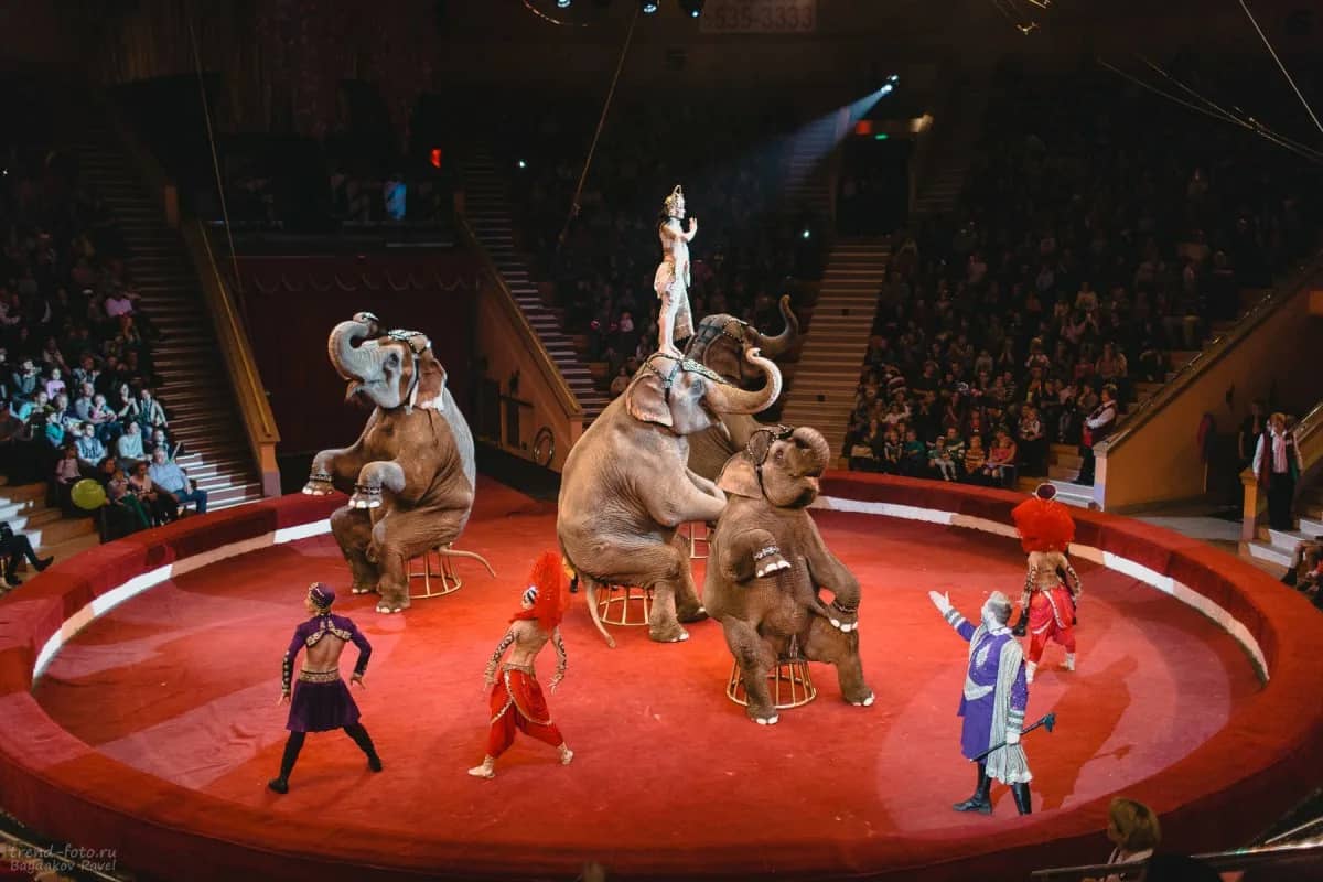 Елімізде жыртқыш аңдар, жануарлармен цирк сахнасына шығуға тыйым салынады