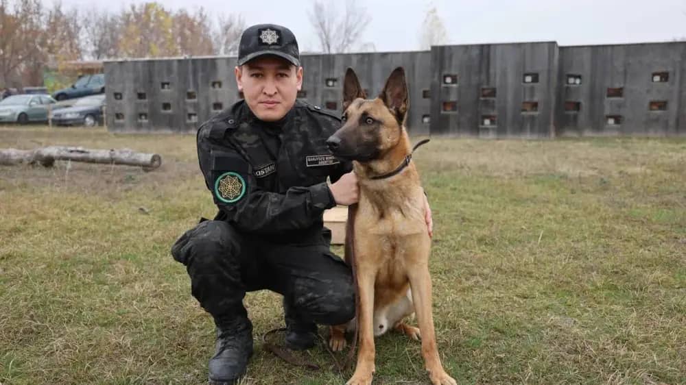 Жарты миллион долларды шекарадан заңсыз алып өтпек болғандар ұсталды