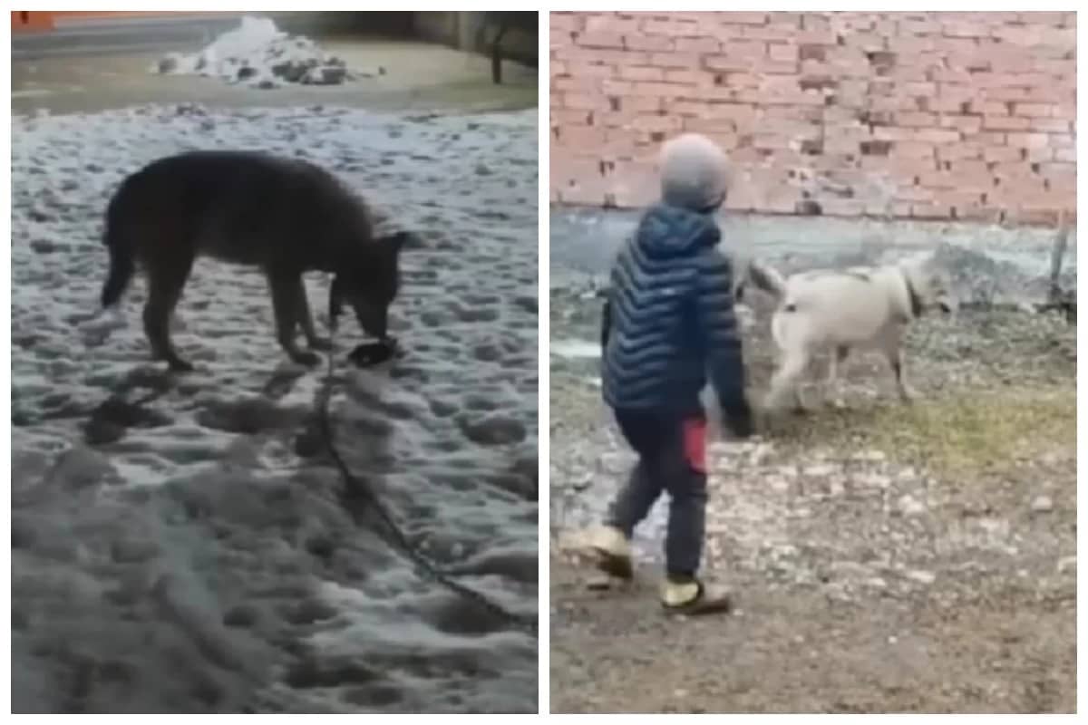 Қасқыр өзін баққан адамына екі жылдан кейін кайтып оралған (видео)