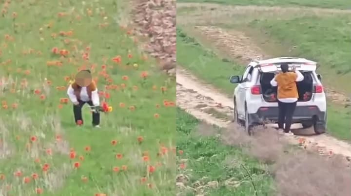 Қызғалдақ терген әйел 12 млн айыппұл төлеуі мүмкін