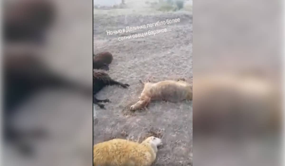 Қарағанды облысында ұсақ мал жаппай қырылды (ВИДЕО)