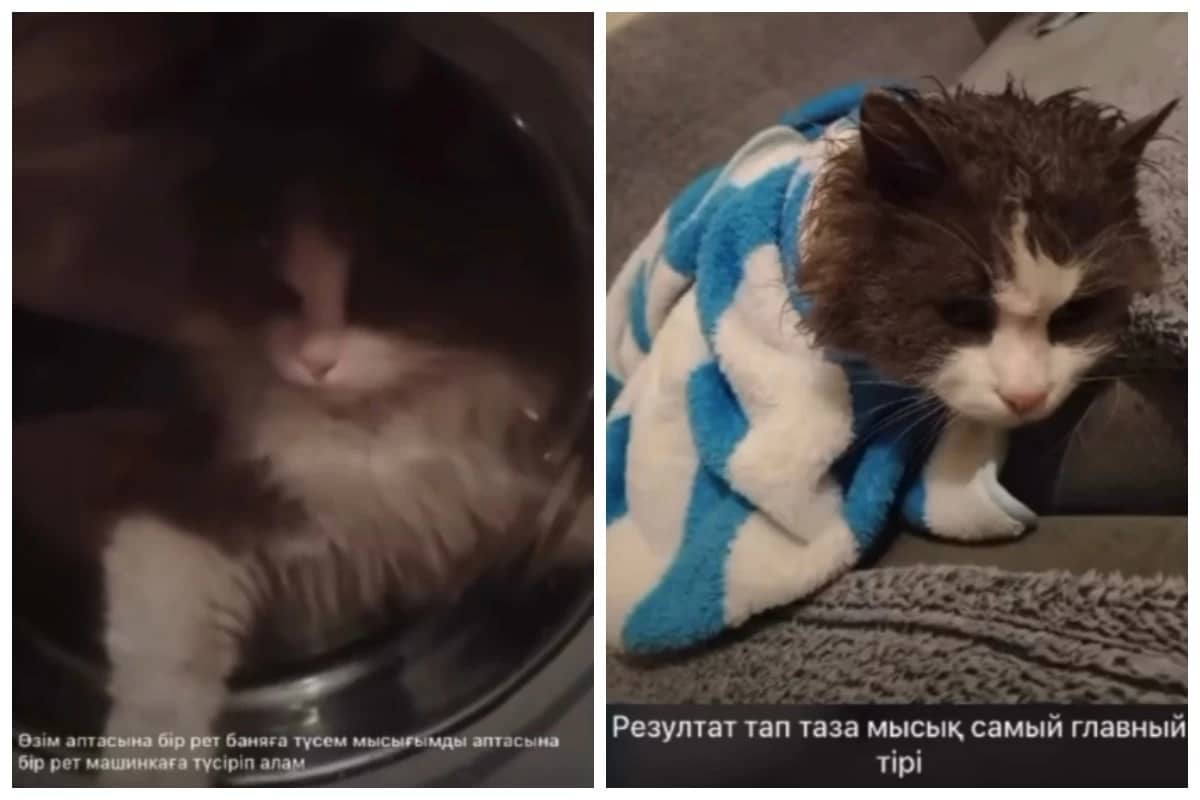 «Әзіл» ретінде жасаған»: Жетісу облысының тұрғыны мысығын кір жуғыш машинада жуған