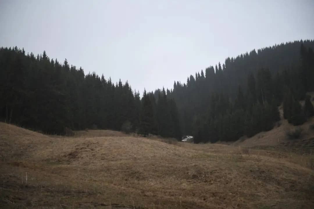 Алматы облысында орман қоры кеңейіп жатыр