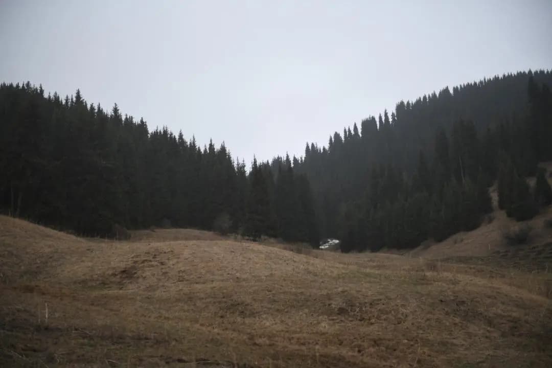 Алматы облысында орман қоры кеңейіп жатыр